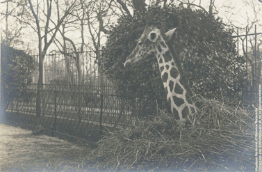 La girafe très mal en point (photo Bibliothèque centrale du Muséum national d’Histoire naturelle)