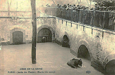 Ours Martin très ennuyé (photo archives de la Préfecture de police)